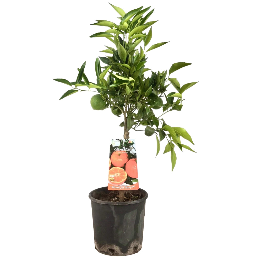 Clementino di Sicilia alberetto cm in vaso 18 cm AMDgarden
