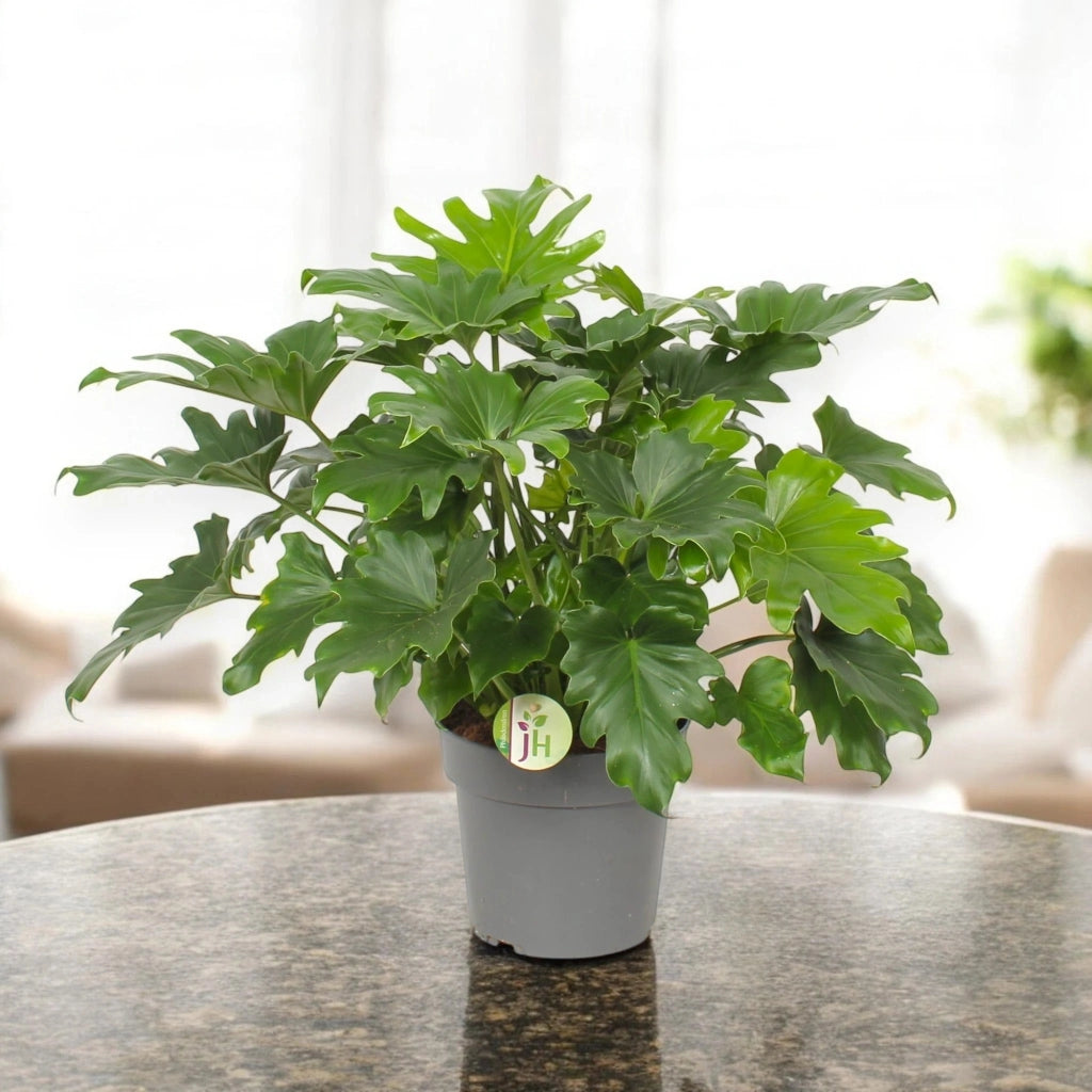 Gardenaria Philodendron bipinnatifidum 'Little Hope' - Pianta da interno ornamentale Altezza: 75 cm (vaso 19)