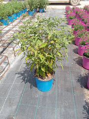 Barba Blu Caryopteris Clandonensis Vaso 18 cm Arbusto Aromatico da Fiore