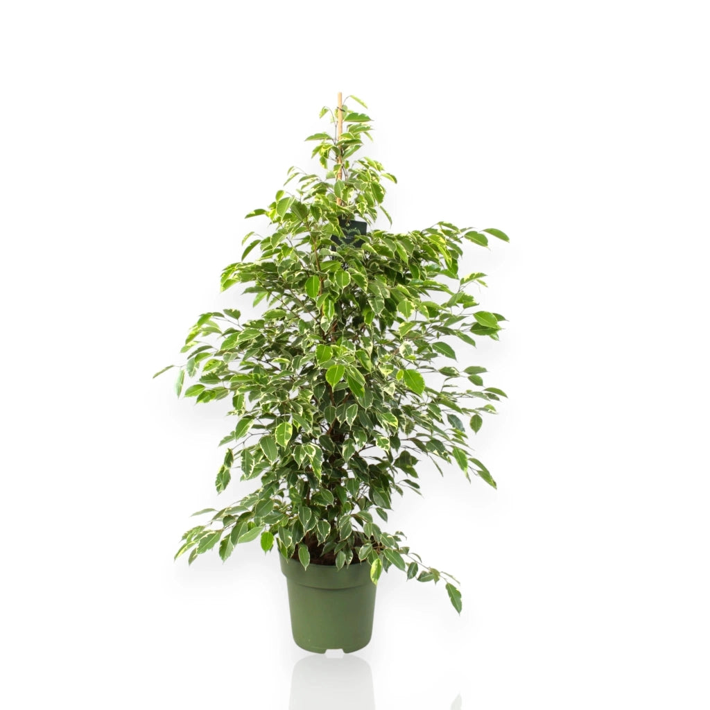 Gardenaria Ficus benjamina 'Golden King' - Pianta da interno ornamentale Altezza: 100 cm (vaso 21)