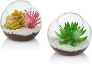Terrario con Pianta da Luce - 10cm Vaso in Vetro Contenitori (2 pezzi) - Tavola di Presentazione per Succulente e Cactus
