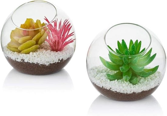 Terrario con Pianta da Luce - 10cm Vaso in Vetro Contenitori (2 pezzi) - Tavola di Presentazione per Succulente e Cactus