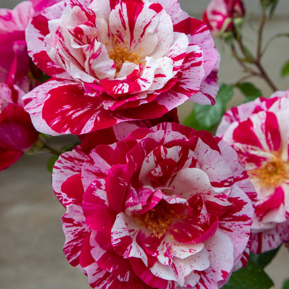 Rosa 'Rinascimento' - Rosso striato bianco Pianta da fiore fiori Foto Reali