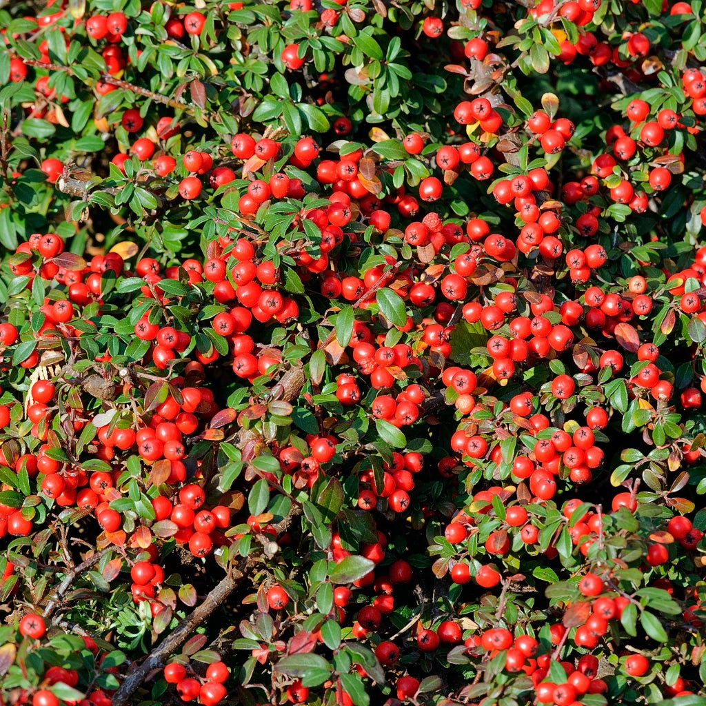 Gardenaria Cotoneaster Coral beauty - Arbusto ornamentale da giardino Altezza: 30/35 cm (vaso19)