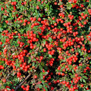 Gardenaria Cotoneaster Coral beauty - Arbusto ornamentale da giardino Altezza: 30/35 cm (vaso19)