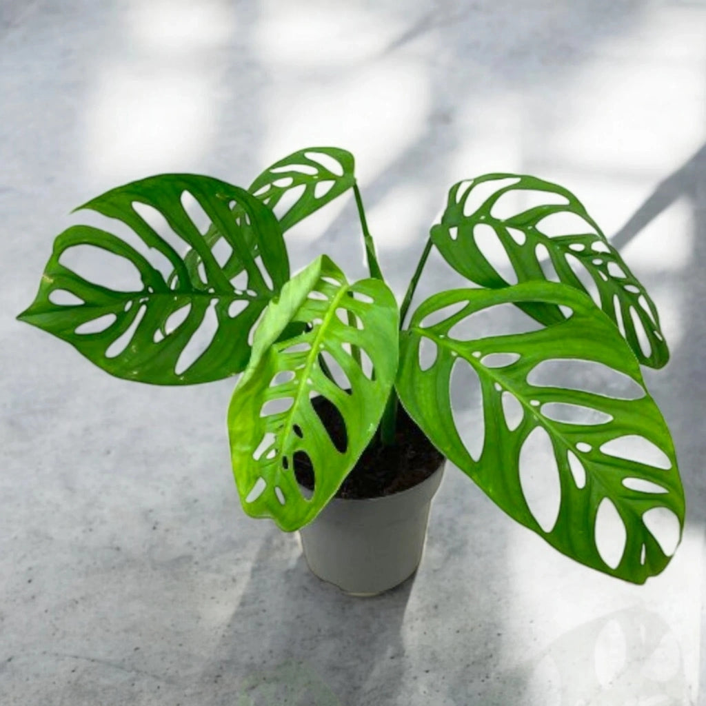 Gardenaria Philodendron 'Esqueleto' - Pianta da interno ornamentale Altezza: 40 cm (vaso 12)
