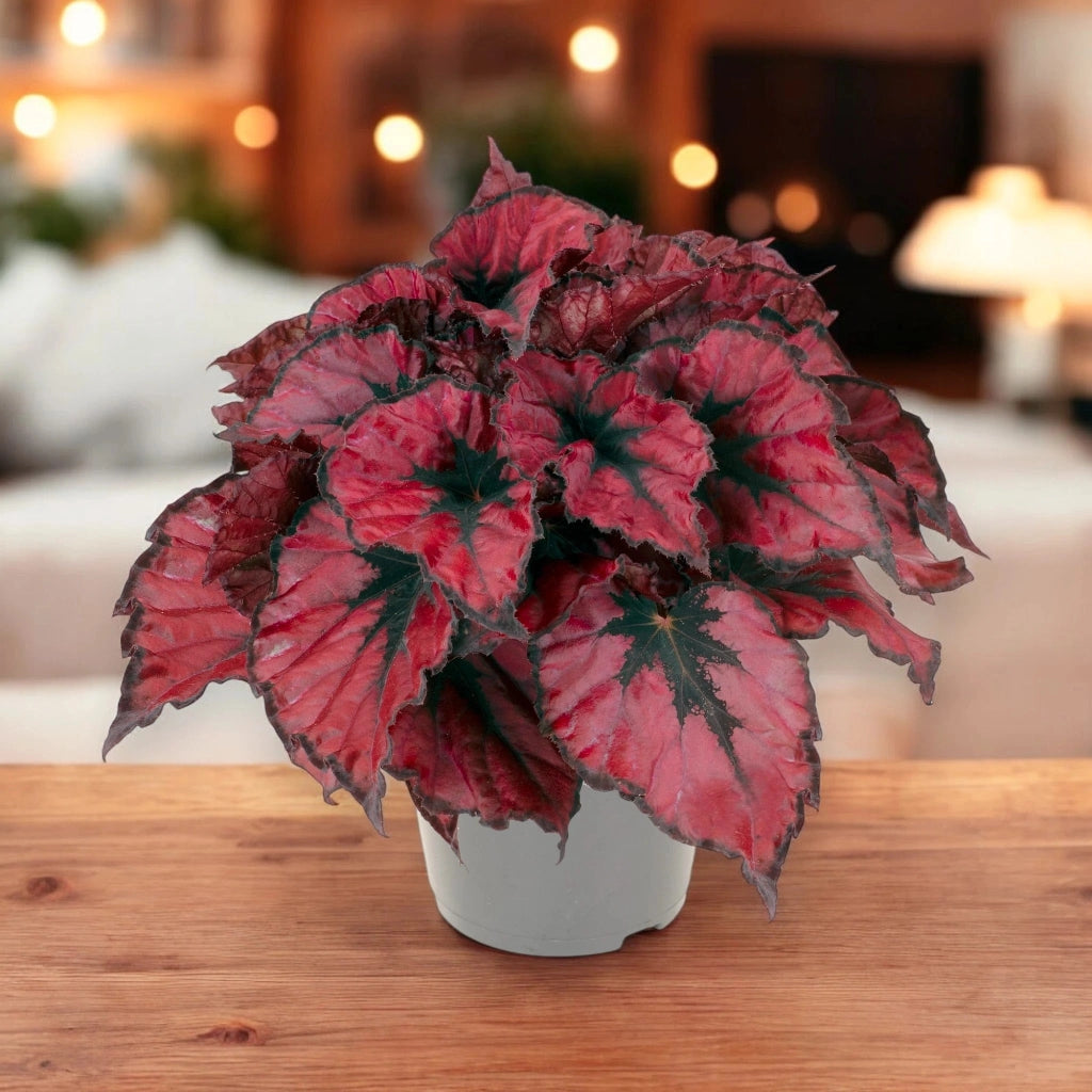Gardenaria Begonia rex 'Kohala red' - Pianta da interno ornamentale Altezza: 25 cm (vaso 13)
