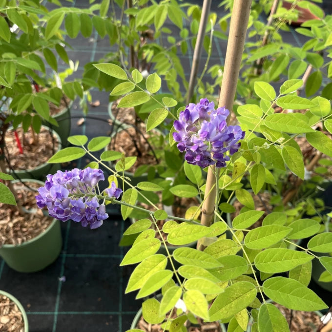 Glicine Americano wisteria frutescens longwood purple in vaso 18 cm AMDGarden
