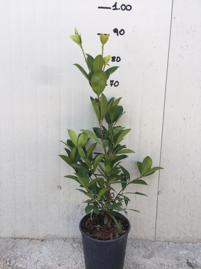 Pianta di Eugenia brasiliensis foto reali  H 80cm frutti tropicali