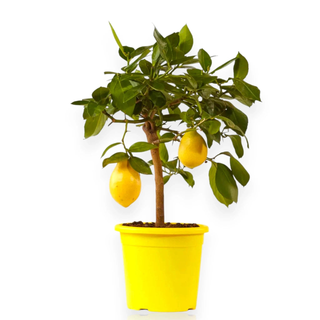 Gardenaria Limone 4 Stagioni - Citrus limon 'Lunario' - Pianta di agrume da frutto in vaso Altezza: 125/140 cm (vaso26)