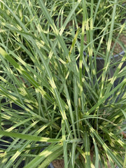 Gardenaria Miscanthus sinensis 'Strictus Dwarf' - Graminacea ornamentale da esterno Altezza: 60 cm (vaso 17)