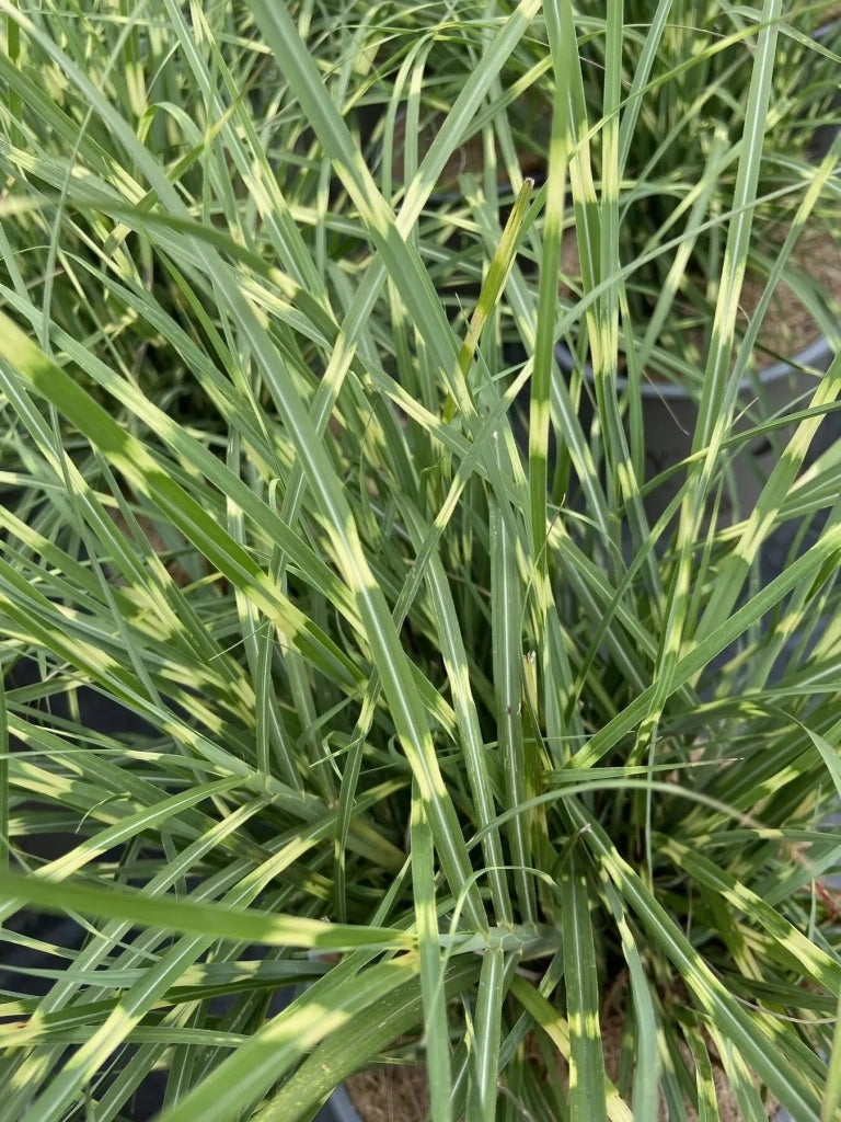Gardenaria Miscanthus sinensis 'Strictus Dwarf' - Graminacea ornamentale da esterno Altezza: 60 cm (vaso 17)