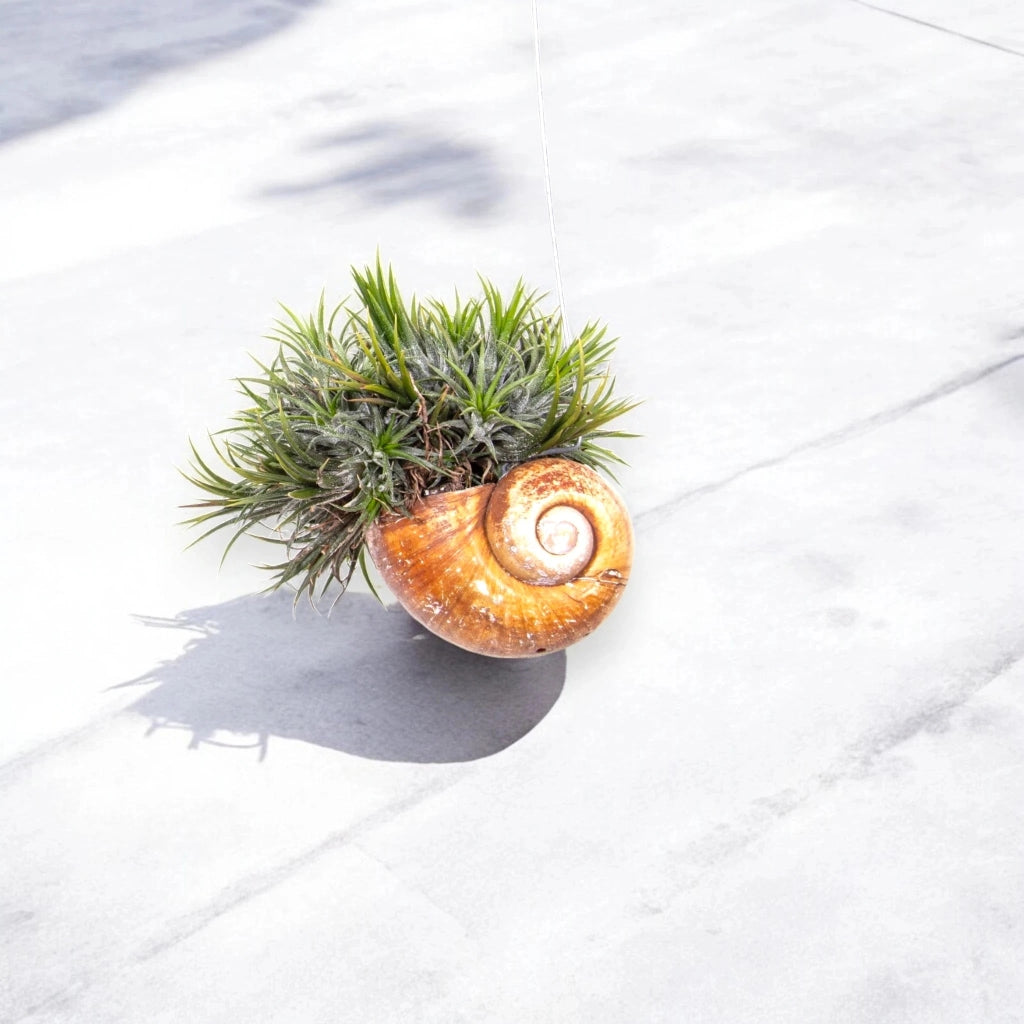 Gardenaria Tillandsia 'Shelly' - Pianta da interno ornamentale Altezza: 30 cm (vaso 10)