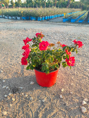 ROSA SEVILLANA ROSSO VASO 18