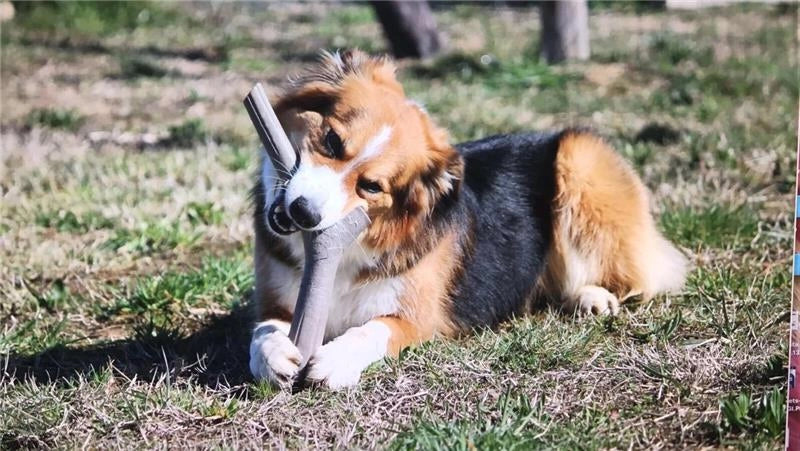 BAMA TUTTO MIO GIOCO PER CANI