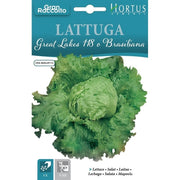 Lattuga Great Lakes 118 Brasiliana Gran Raccolto