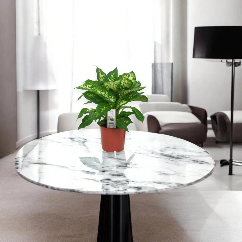 Gardenaria Dieffenbachia 'Compacta' - Pianta da interno ornamentale Altezza: 50 cm (vaso 19)