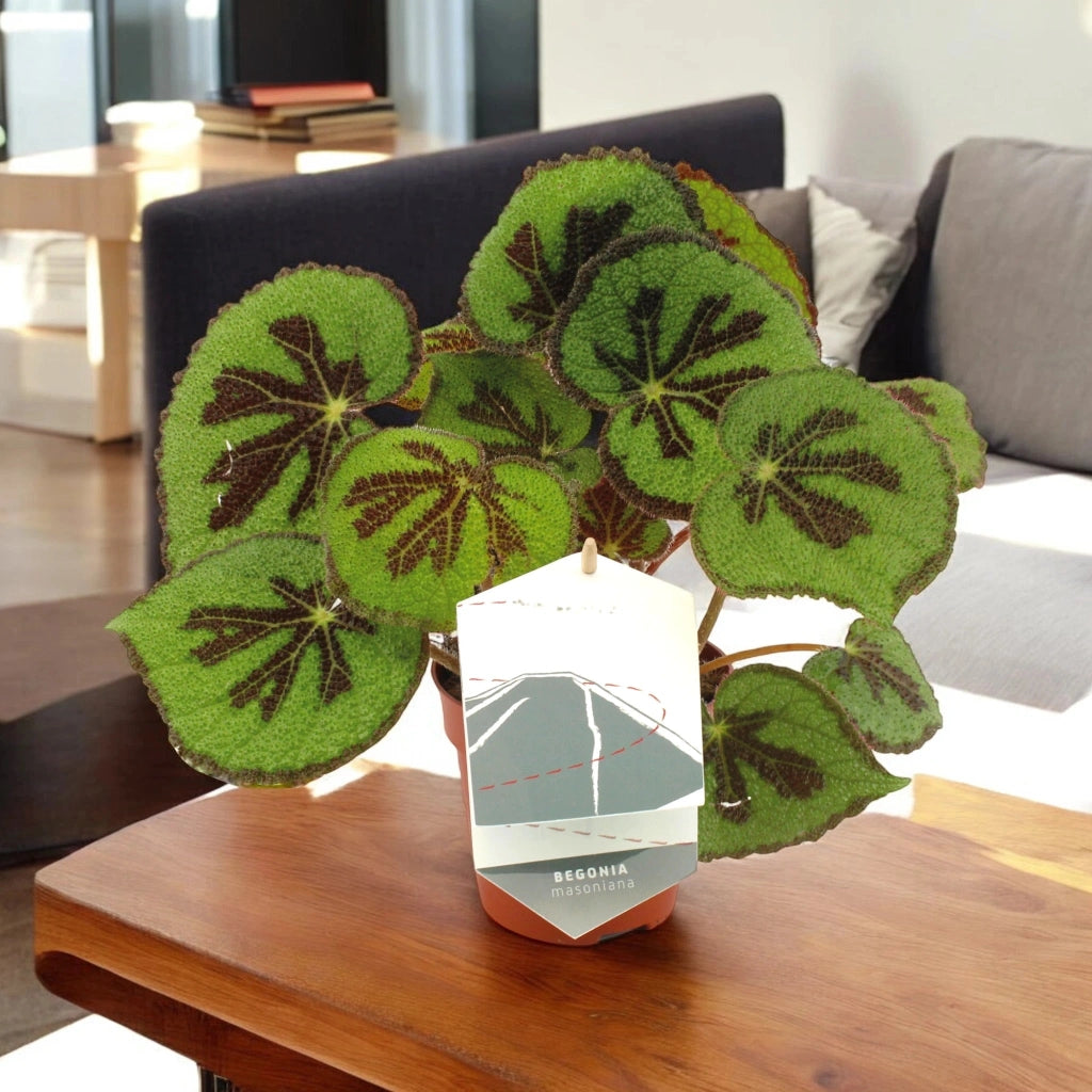 Gardenaria Begonia masoniana - Pianta da interno ornamentale Altezza: 30 cm (vaso 12)