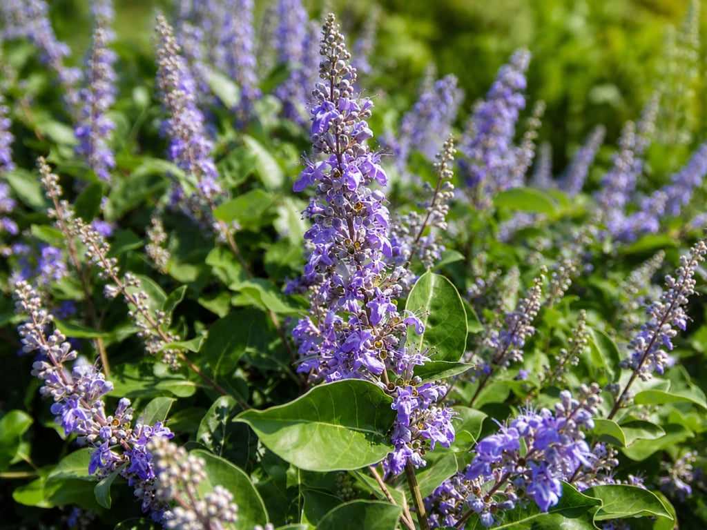 Gardenaria Vitex 'Chicagoland Blues' - Arbusto ornamentale da giardino Altezza: 40/50 cm (vaso18)