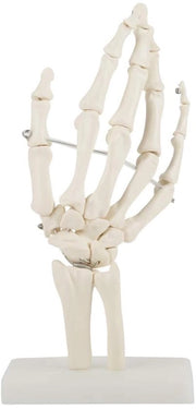 Modello di scheletro articolato - Grande scala - Anatomico - PVC - Middello di lubrificazione articolare - Tessuto colorato - Resistente ai raggi UV