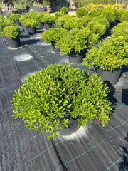 PITTOSPORUM TOBIRA NANO (PITOSFORO NANO) VASO 30