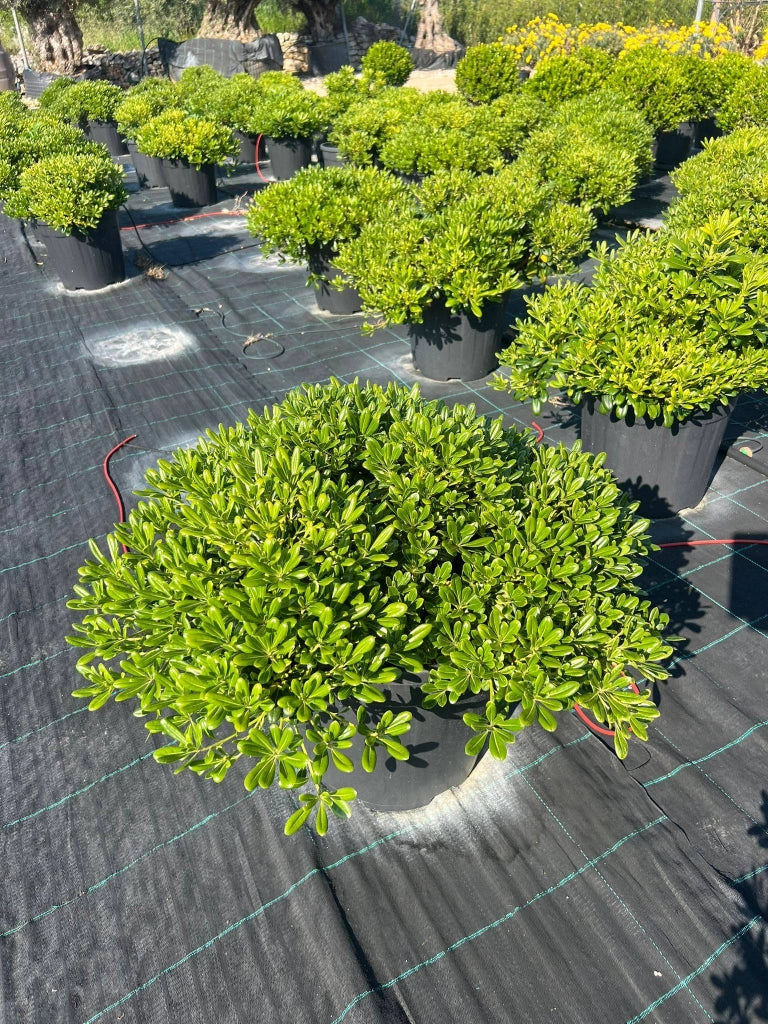 PITTOSPORUM TOBIRA NANO (PITOSFORO NANO) VASO 30