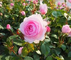 Rosa Barni Olivia Rose Austin cespuglio rifiorente profumato