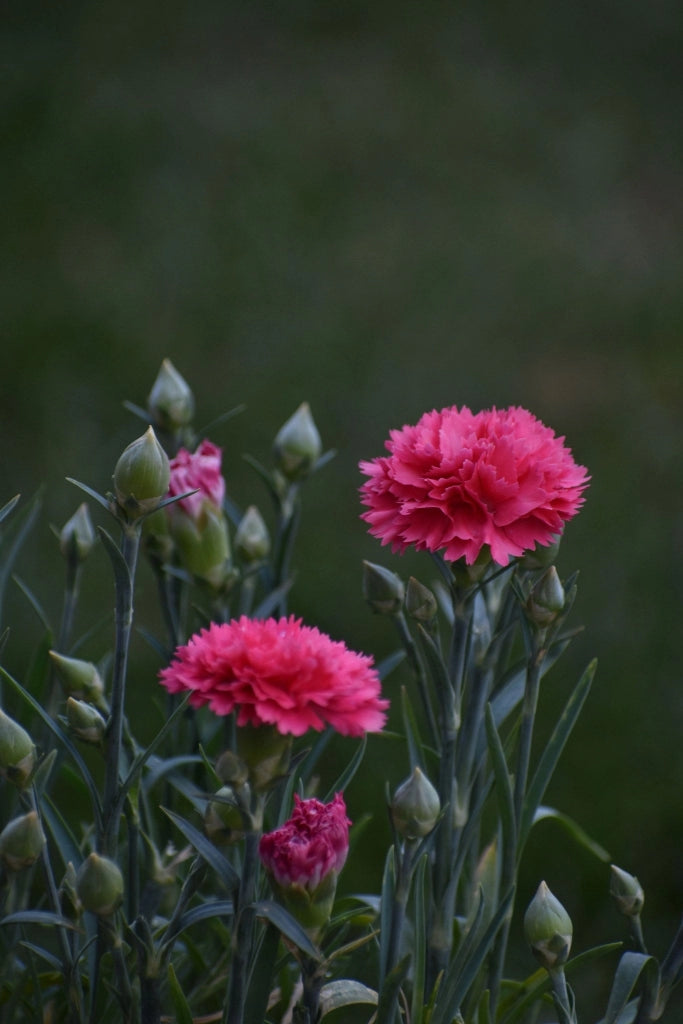DIANTHUS KAORI (GAROFANO) VASO 18