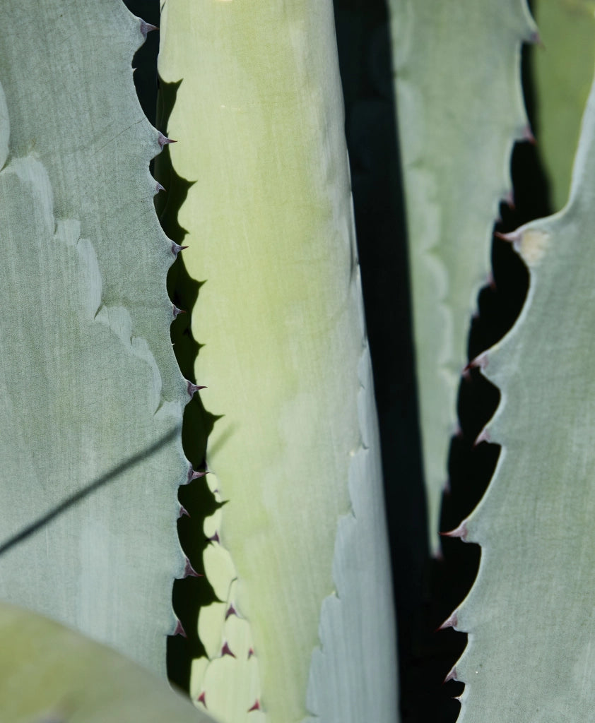 AGAVE AMERICANA MEDIOPICTA ALBA VASO 17