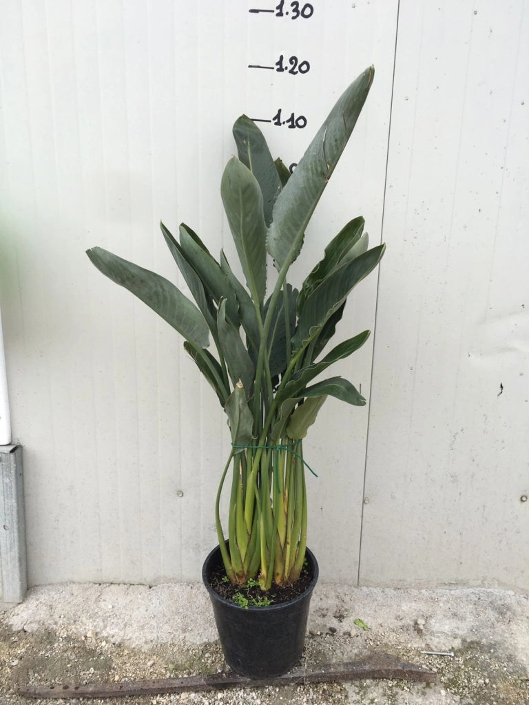 Sterlizia Regina (Uccello del Paradiso) Strelitzia regina foto reali vaso 24cm