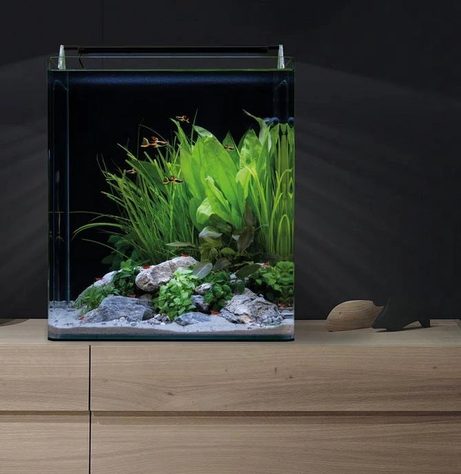 Dennerle Nano Cube Complete 60L - Mini acquario panoramico cm38x38x43h con filtro, substrato e LED