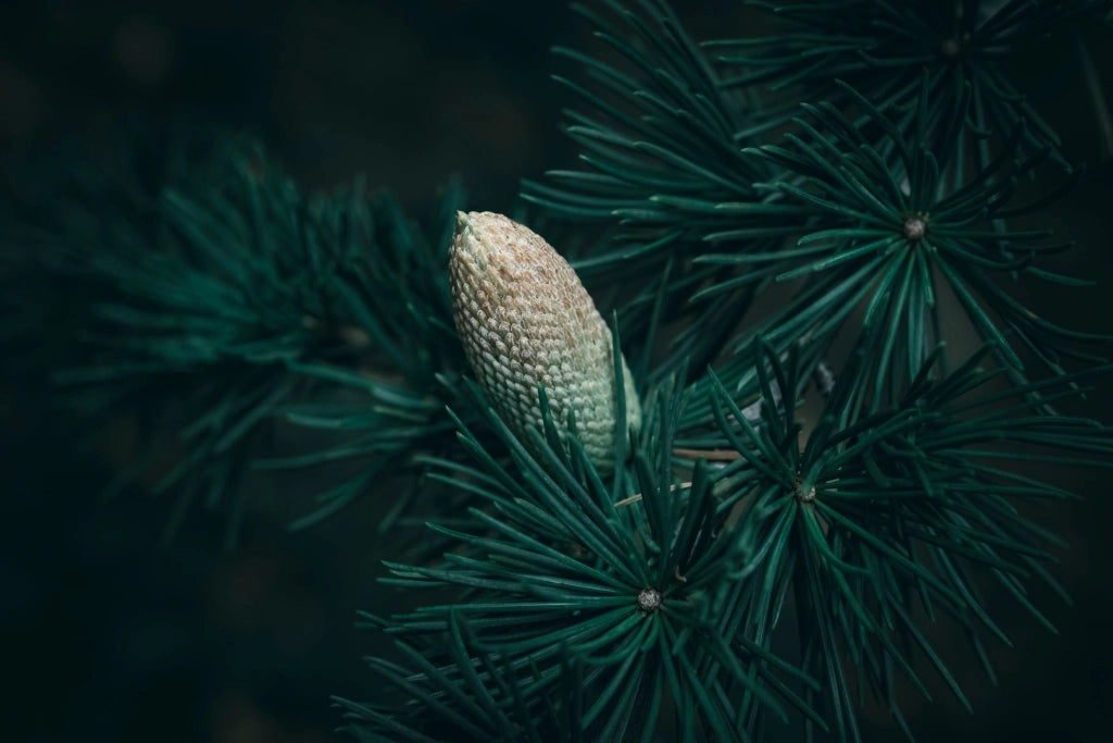 Cedro Cedrus Atlantica Glauca Vaso 40 cm Conifera Sempreverde Arborea