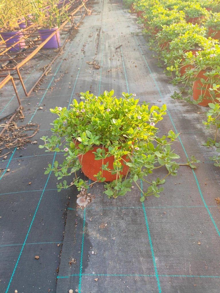 LIPPIA REPENS (ERBA TAPPETO) VASO 18