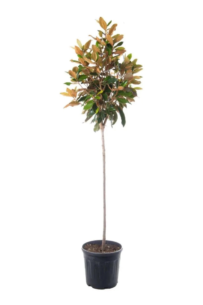 Gardenaria Magnolia 'Little Gem' - Arbusto ornamentale da giardino Altezza: 50/70 cm (vaso19)