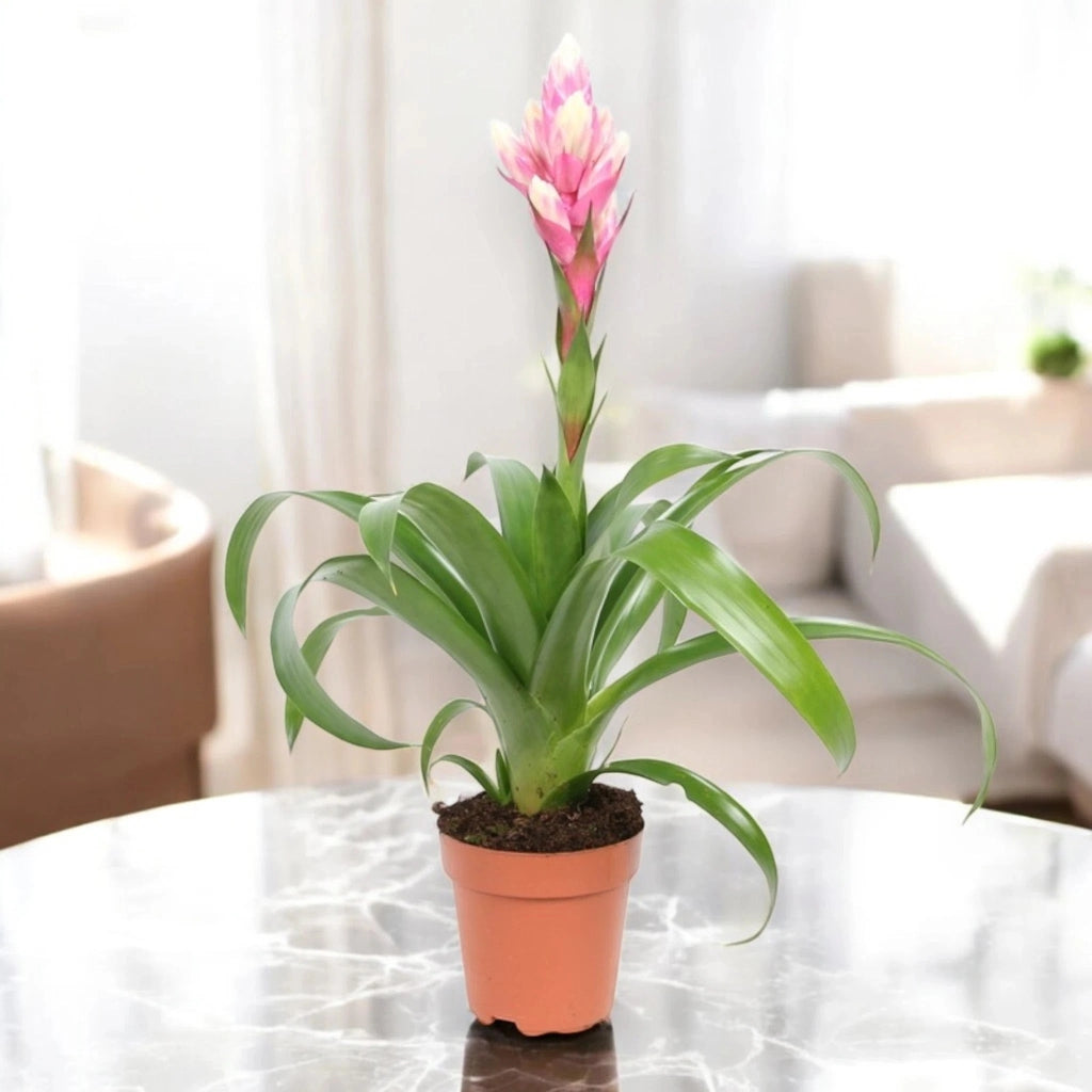 Gardenaria Guzmania 'Candy' - Pianta da interno ornamentale Altezza: 50 cm (vaso 12)