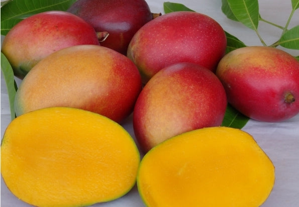 PIANTA DI MANGIFERA INDICA MANGO IRWIN H 140CM, FOTO REALI