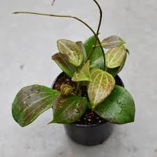 Hoya HOYA QUINQUENERVIA VASO 12 Pianta Tropicale da Collezione