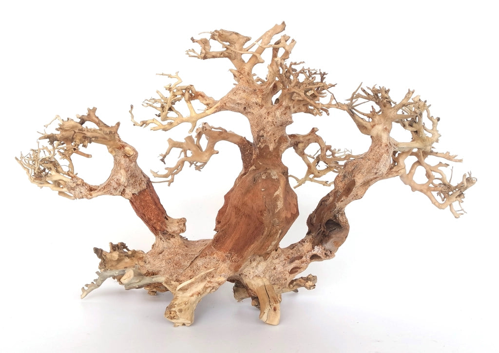 DecorLine Trident Bonsai Wood misura Small cm30x20x26h