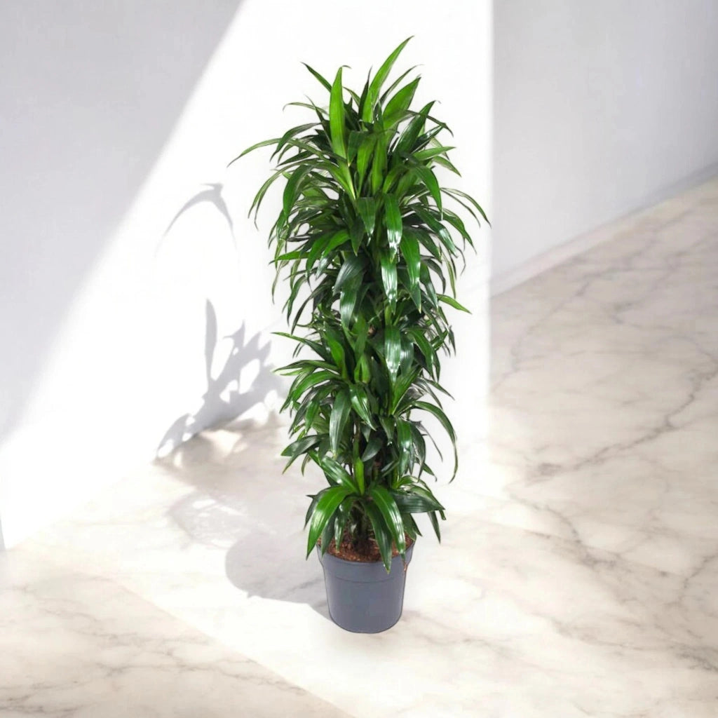 Gardenaria Dracaena fragrans 'Janet craig' - Pianta da interno ornamentale Altezza: 70 cm (vaso 19)