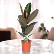 Gardenaria Ficus elastica 'Abidjan' - Pianta da interno ornamentale Altezza: 120/150cm (vaso 22)