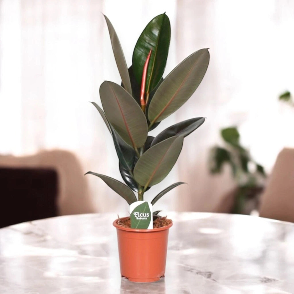 Gardenaria Ficus elastica 'Abidjan' - Pianta da interno ornamentale Altezza: 120/150cm (vaso 22)