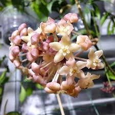 Hoya Overing Sarawak Cream Pianta Tropicale da Collezione Vaso 10,5