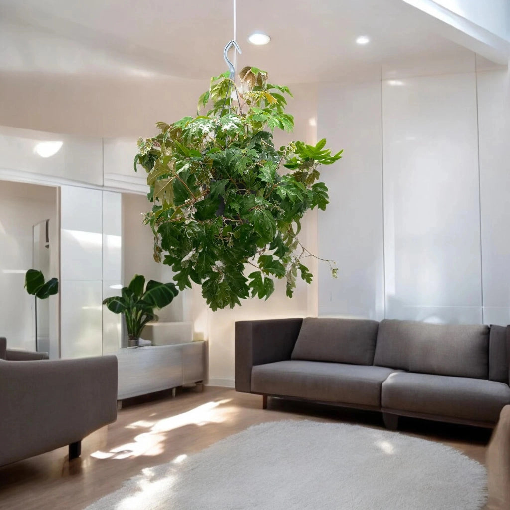 Gardenaria Cissus rhombifolia 'Ellen Danica' - Pianta da interno ornamentale Altezza: 45 cm (vaso 19)