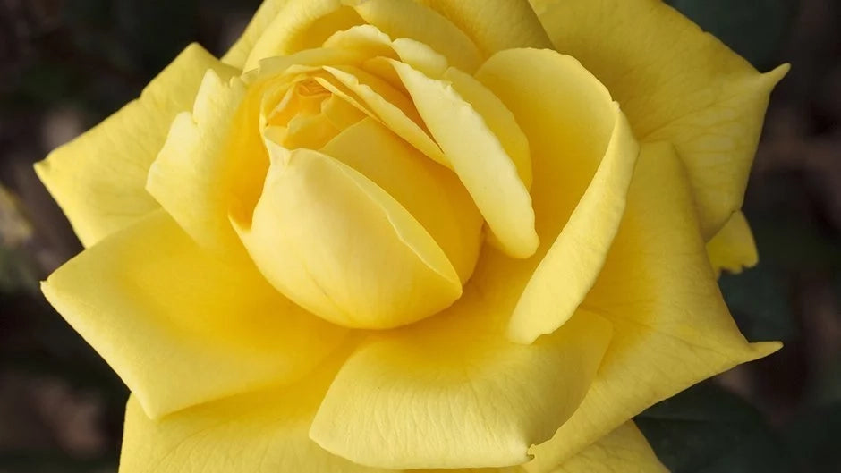 Rosa ‘Golden Perfumella’ – Rosa gialla profumata a fiore grande