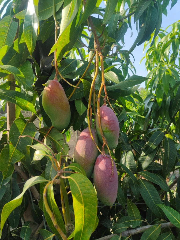 Pianta di Mango Valencia Pride – Varietà Tropicale dai Frutti Dolci e Succosi