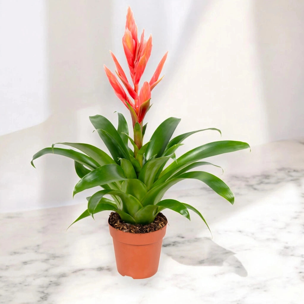 Gardenaria Tillandsia 'Ziva' - Pianta da interno ornamentale Altezza: 45 cm (vaso 12)