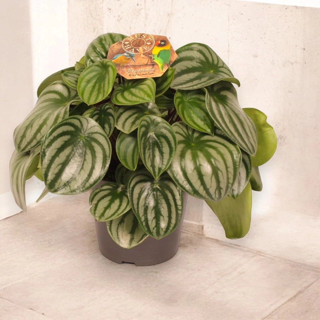 Gardenaria Peperomia argyreia - Pianta da interno ornamentale Altezza: 20 cm (vaso 12)