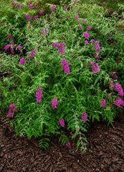 Gardenaria Buddleja davidii 'Nanho Purple'' - Arbusto ornamentale da giardino Altezza: 40/60 cm (vaso19)