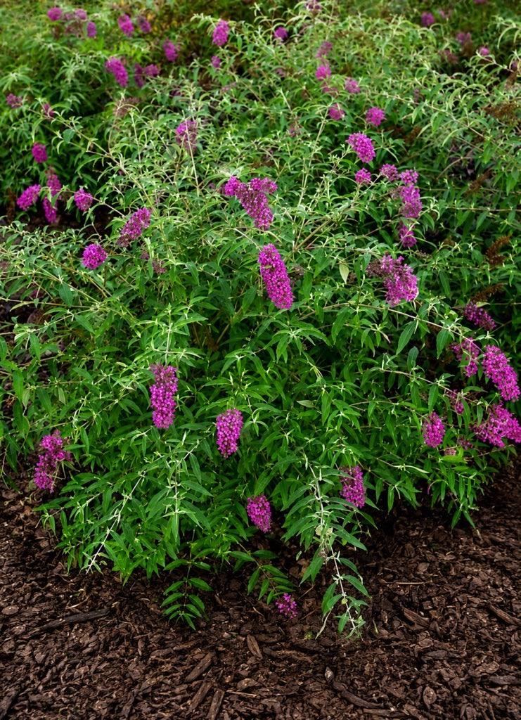 Gardenaria Buddleja davidii 'Nanho Purple'' - Arbusto ornamentale da giardino Altezza: 40/60 cm (vaso19)
