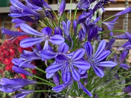 Bulbi di Agapanthus Blu I – Fioritura elegante e duratura